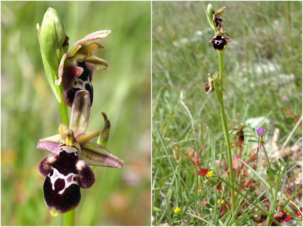 Ophrys tardive e altre orchidee in Epiro - Grecia settentrionale  22_30 maggio 2024.